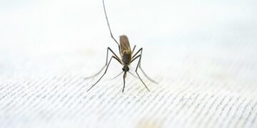 A mosquito rests on a surface