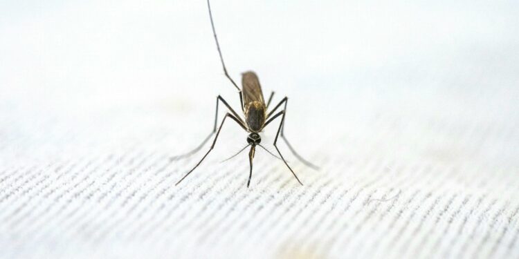 A mosquito rests on a surface