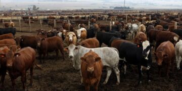 Cows are seen at a Karan Beef farm outside Heidelberg, south-east of Johannesburg. Image: Reuters