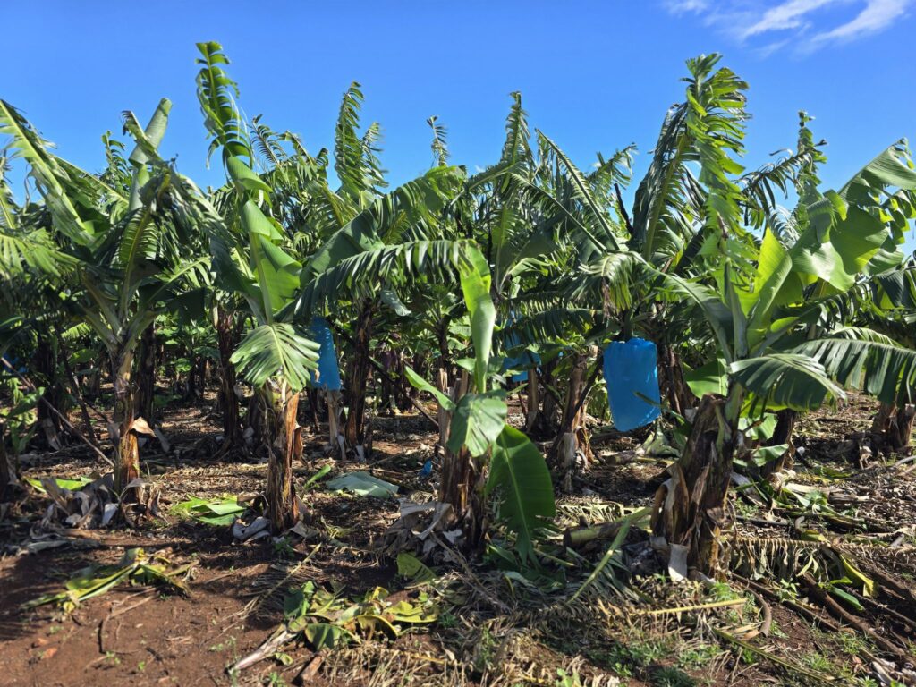 Fresh bananas cultivated by Vulamatfuba Farmers in Gamula, ready for export to South Africa and local markets.