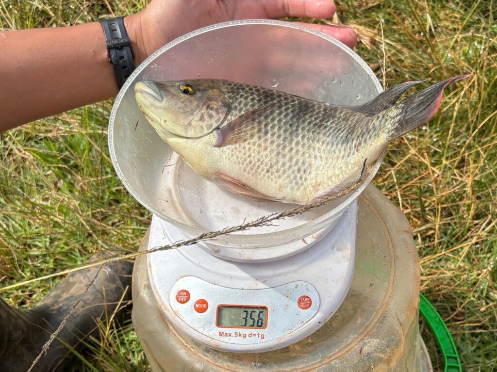 Farmers and officials from the Taiwan Technical Mission pose with a fresh harvest of genetically improved Mozambique tilapia at Shiseweni, celebrating a successful milestone in Eswatini’s aquaculture development.