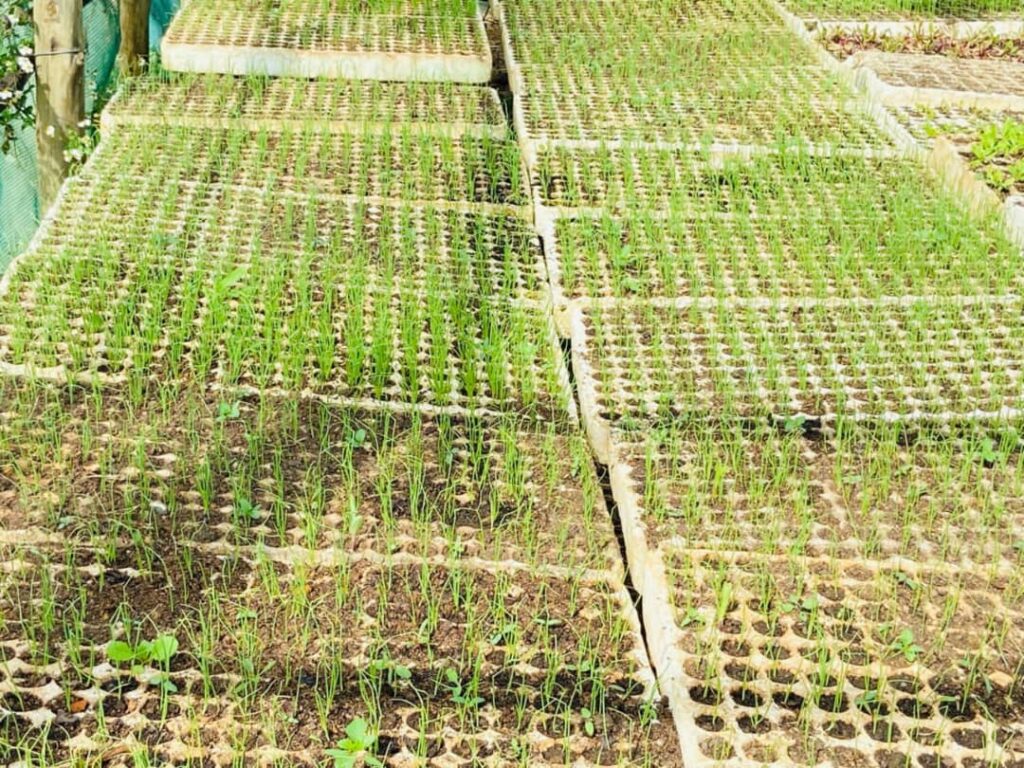 Part of the 80,000 onion seedlings at Sithembiso Gamedze’s nursery in Sigangeni
