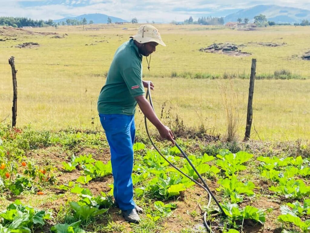 Sithembiso Gamedze tends to his thriving onion nursery in Sigangeni