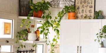 Pothos