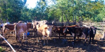 Stolen cattle valued at E140,000 intercepted by police and army at Eluhlendlweni near Lundzi border.