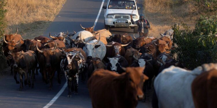 A man herds cattle in Cato Ridge, South Africa, July 28, 2019. REUTERS/Rogan Ward/File Photo