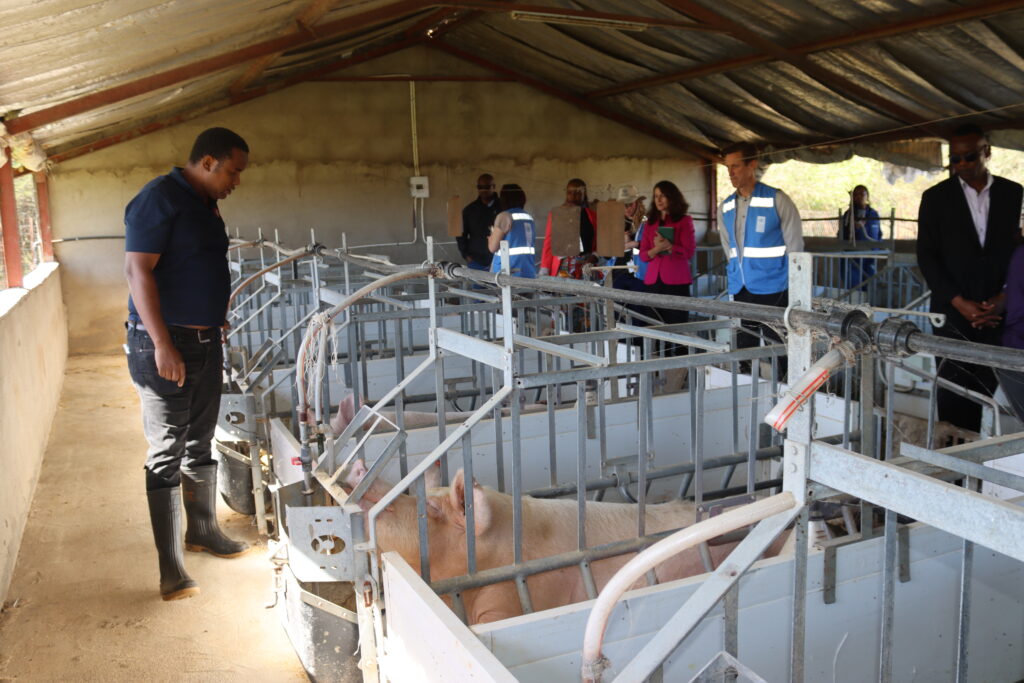 Entrepreneur Duncan Dlamini takes the UNDP delegation around his piggery farm. UNDP/Mantoe Phakathi