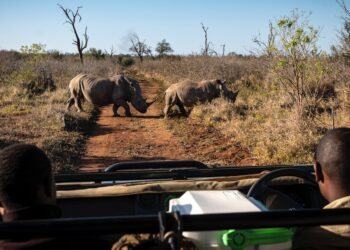 Witnessing rhinos up close in Mkhaya Game Reserve — one of Eswatini’s premier wildlife experiences. Photo by ETA.
