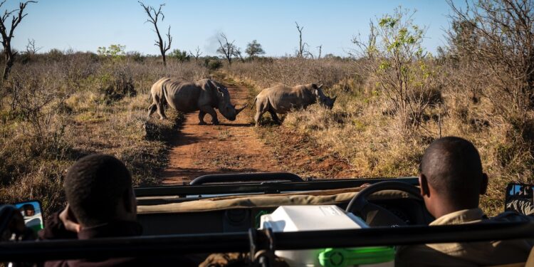 Witnessing rhinos up close in Mkhaya Game Reserve — one of Eswatini’s premier wildlife experiences. Photo by ETA.
