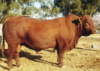 The Brangus bull, Nguni cows and heifers are up for auction.