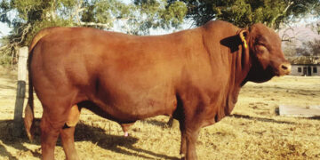 The Brangus bull, Nguni cows and heifers are up for auction.
