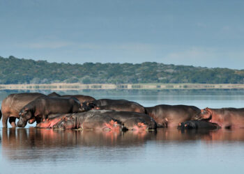 Mozambique’s Maputo National Park