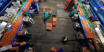 Distribution workers work with tangerines at Goede Hoop Citrus in Citrusdal, Western Cape province, South Africa, July 9, 2025.