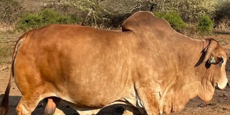 An image of a cow breed. /pic, internet