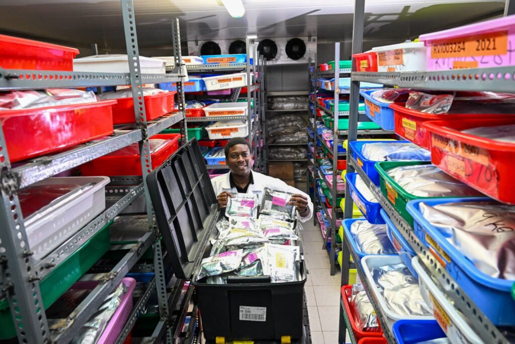 Seeds from the national genebank in Eswatini arrive in Africa’s Vegetable Genebank at WorldVeg in Tanzaina. Pictured is Abdul Shango of WorldVeg. Photo by Neil Palmer (WorldVeg)
