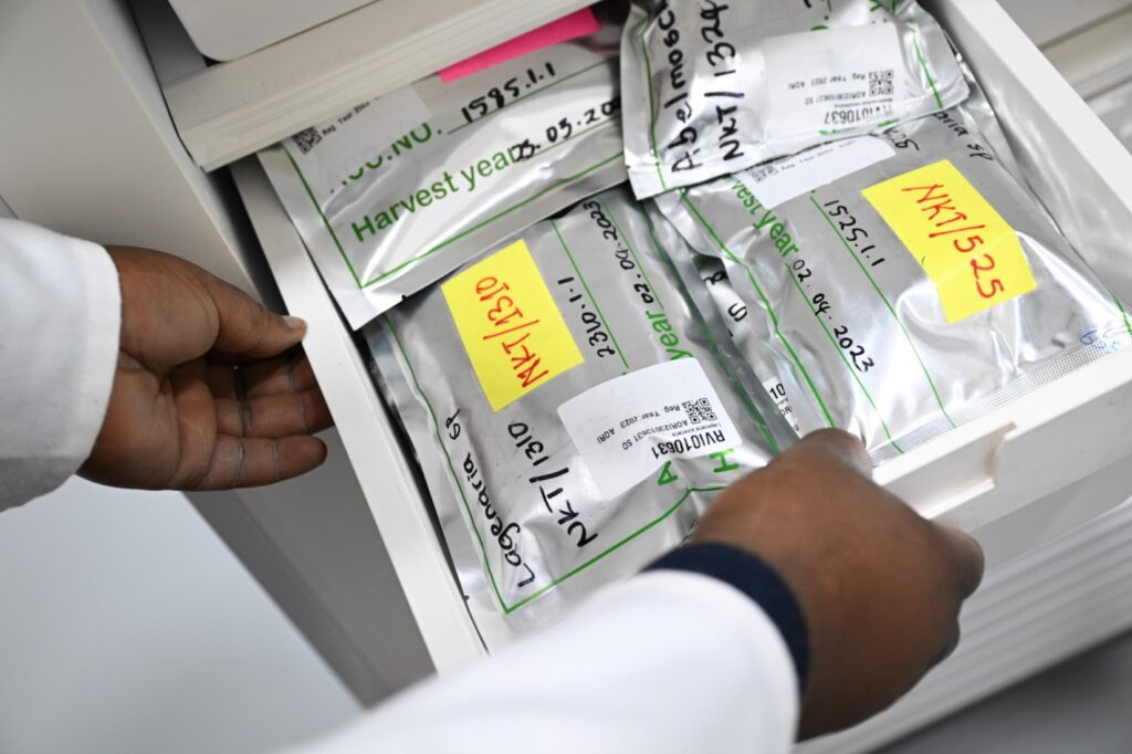 Seed packs from the national genebank in Eswatini arrive in Africa’s Vegetable Genebank at WorldVeg in Tanzaina. Photo by Neil Palmer (WorldVeg)