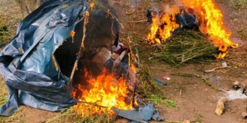 Confiscated dagga plants destroyed by police during Thunder Operation. Photo: Royal Eswatini Police Service