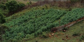 Hidden marijuana farm in Sigombeni where police seized 440kg of dagga. Photo by REPS