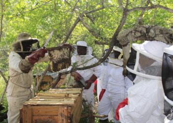 Instructor demonstrates honeybee management techniques to participants during the training session, photo by FAO Eswatini.