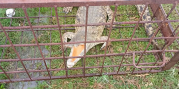 The captured crocodile. Pic: Eswatini Observer