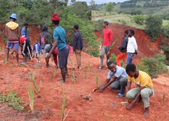 Photo by World Vision Eswatini: Children from Ekukhanyeni plant vetiver grass to restore eroded land and protect their community’s homes and livestock.