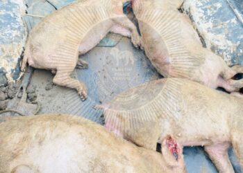 Police recover pig carcasses from a Toyota Hilux linked to a recent stock theft in Siphofaneni.