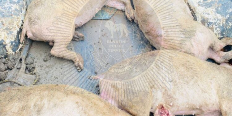 Police recover pig carcasses from a Toyota Hilux linked to a recent stock theft in Siphofaneni.