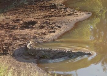 A crocodile seen resting in a river