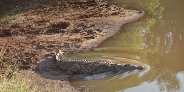 A crocodile seen resting in a river