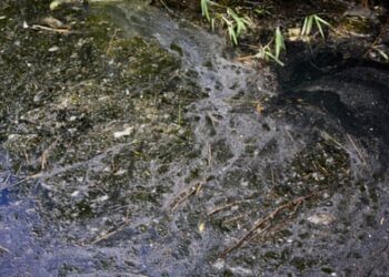 Toddler drowns in sewage, dies