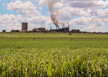 Beyond sugar: Eswatini taps cane- by products to drive industry growth