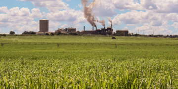 Beyond sugar: Eswatini taps cane- by products to drive industry growth