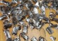 Man nabbed with 150 live venomous scorpions