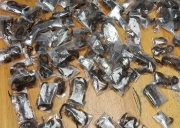 Man nabbed with 150 live venomous scorpions