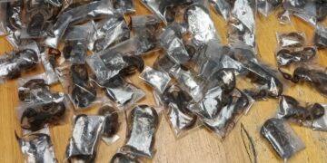 Man nabbed with 150 live venomous scorpions