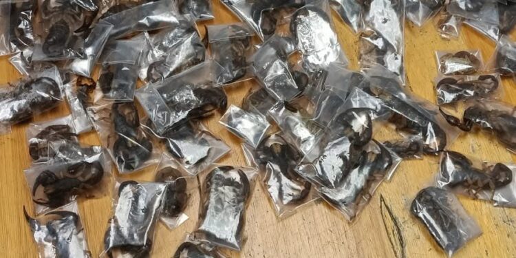 Man nabbed with 150 live venomous scorpions