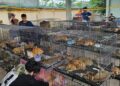 Over 400 stolen cats rescued from Vietnam meat trade ring