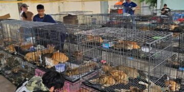 Over 400 stolen cats rescued from Vietnam meat trade ring