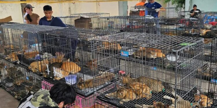 Over 400 stolen cats rescued from Vietnam meat trade ring