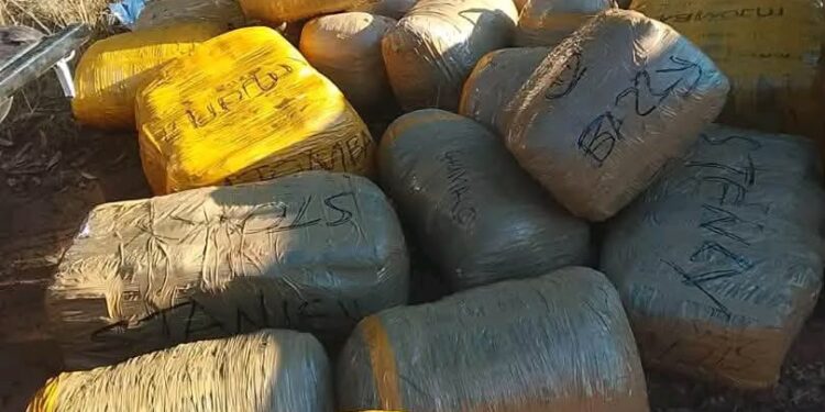 UEDF seizes over 510kg of dagga, arrest three suspects in border operations