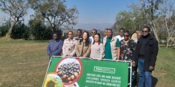 TAVI II targets commercial market for indigenous vegetables