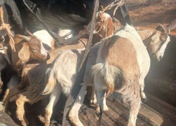 UEDF seizes 51 goats
