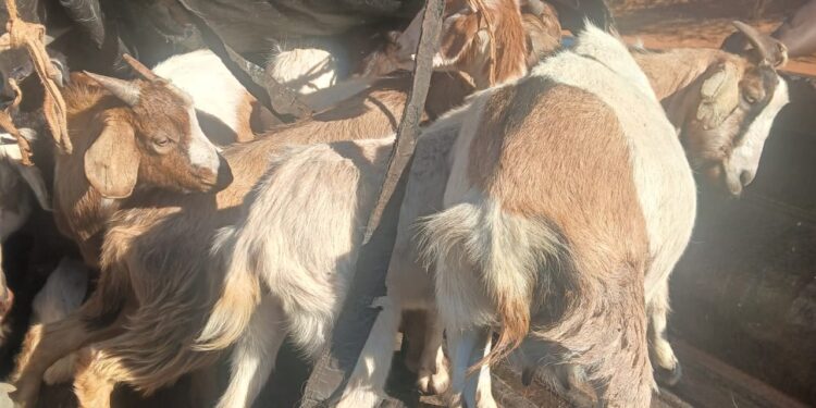 UEDF seizes 51 goats