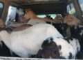 Army intercepts 22 goats worth E33K at Sivule