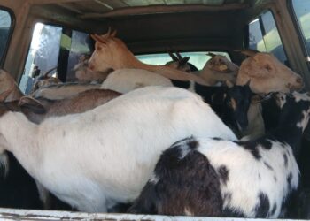 Army intercepts 22 goats worth E33K at Sivule