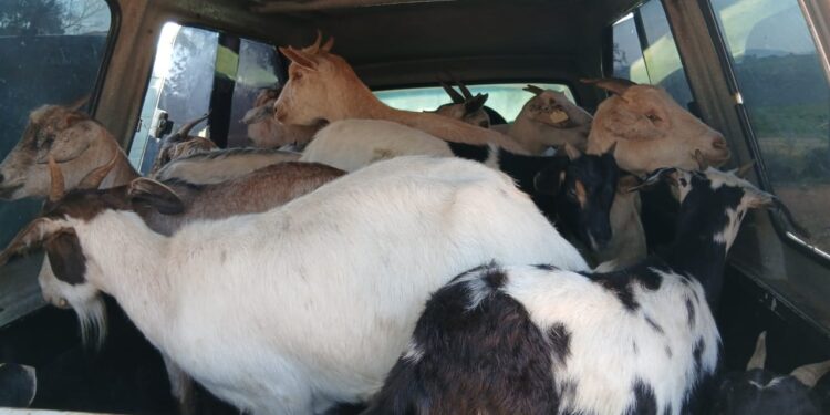 Army intercepts 22 goats worth E33K at Sivule