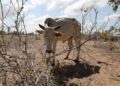 Will El Niño force farmers to sell E10 000 cattle for E1 500 again?
