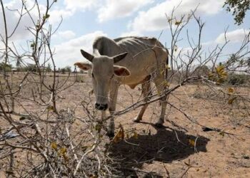 Will El Niño force farmers to sell E10 000 cattle for E1 500 again?