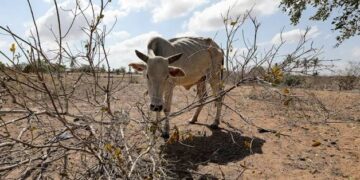 Will El Niño force farmers to sell E10 000 cattle for E1 500 again?