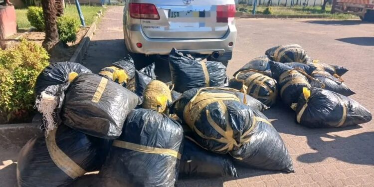 Two emaSwati arrested in E1.1m dagga bust in South Africa